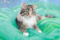 科普：犬猫营养相关的常见疾病与饮食调理