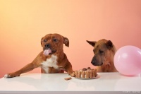 狗狗营养学：让你的宠物吃得营养又健康