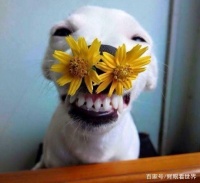 花三分钟，看完犬的心理学，然后你就是最懂狗的人