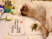 开宠物殡葬服务机构需要多少钱？费用花费在哪些方面？