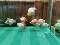 年产值超4亿元，出口十余个国家和地区——福州金鱼游得欢