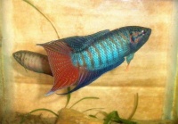 哪些宠物鱼又漂亮又容易养？新手养鱼最适合哪些品种？