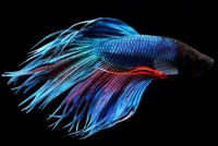 养什么鱼最好养活