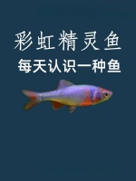 彩虹精灵鱼是什么鱼？