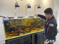 小宠物鱼“养成”大产业！青岛这家企业产品远销80多个国家和地区