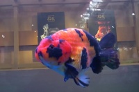 追新看点丨金鱼也坐月子？这些奇奇怪怪的动物冷知识你知道多少？