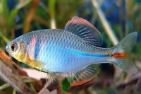 哪些小型观赏鱼好养