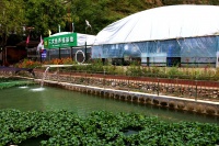 甘肃礼县白河镇：山间水养出“海味”三文鱼