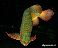 绿龙鱼 龙鱼