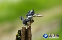 科普链接：动植物基因库之冠鱼狗