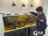 小小宠物鱼，也能“养成”大产业，青岛这家企业产品远销80多个国家和地区