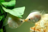 接吻鱼(热带观赏鱼类)