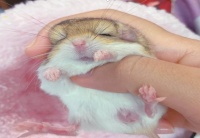 憨态可掬的宠物鼠