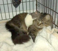 笼里的宠物鼠少了一只，翻遍全屋没找着，突然见猫咪睡姿有猫腻