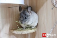 鼠年将至 无锡动物园来了一群“精灵鼠小弟”