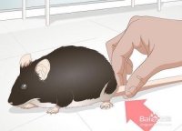 如何给你的宠物鼠减肥