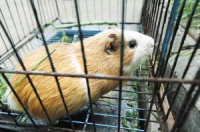 昆明一空巢老人养50只宠物鼠 楼道臭气熏天