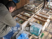 鼠年临近宠物鼠渐热　专家提醒要防止被咬伤抓伤