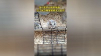 宠物鼠虽可爱但可能带病毒！女子接触仓鼠感染出血热