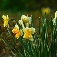 宠物鼠都吃什么