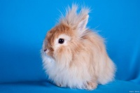 侏儒兔是可爱的宠物兔品种，体型相对较小，侏儒兔最大能长多大？