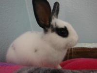 新手养兔不迷路：宠物兔喂养全攻略，轻松成为养兔小达人！