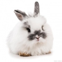 这么可爱的兔兔你确定不来看一下嘛——宠物兔大盘点