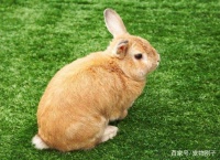 怎样正确喂养宠物兔，喂养的方法，一起学习一下