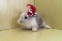 宠物兔能吃吗？？？?