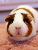 称为荷兰猪的宠物鼠，我们饲养中要注意什么，笼养好还是散养好呢