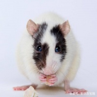 高智商宠物鼠，风靡全欧美，性格温顺像狗狗一样认主，十分粘人