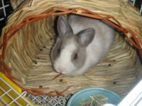 宠物兔的分类和饲养，对我们喜欢宠物的群体非常的实用！