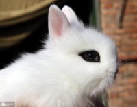 你喜欢小兔子吗？新手养宠物兔需要注意什么？