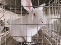 小白兔是外来物种，还是超生游击队“天花板”，省农科院兔场万元宠物兔撸起来