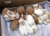 大妈家宠物兔又生8只萌宝 参观者陆续不绝