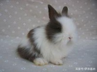 常见宠物兔的种类
