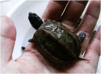 盘点哪种宠物龟好养