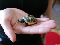 巴西龟开心的表现！看它们如何“嗨”起来！