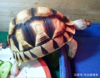 怎么选择宠物龟，如何才能养好