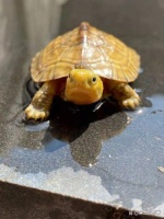 养好你的宠物龟龟之(品种篇)