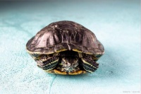 乌龟种类大全，你见过几种？