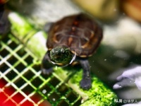 如果让我再选一次，养龟就养中华草龟，巴西龟喜欢咬人还特别臭