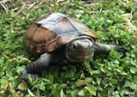 想养宠物龟？有些东西你必须要知道