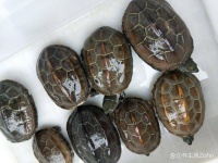 这几种龟这么便宜每个人都应该养一只，新手养龟百元内品种推荐