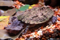 十大最值得养的龟，新手养龟必看！