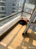 新手应该养什么龟？这些品种可以试一试！