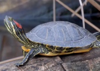 养龟攻略：推荐8种便宜好养而且互动性好的龟宠！