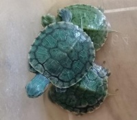 价格非常便宜的12种宠物龟，解决你的挑龟困难症！