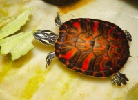 颜值最高的宠物龟有哪些？