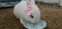 公主兔，一种比较常见的宠物兔